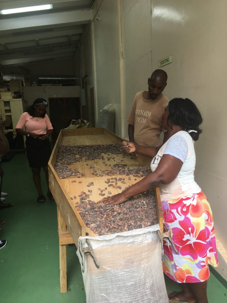 Tri des fèves de cacao